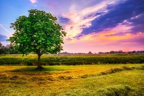 Chestnut Tree Field