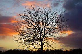 silhouette of a bare tree at dusk