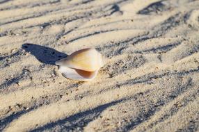 Shell Beach sand white