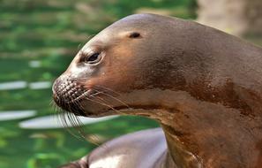 ravishing Seal Sea Lion