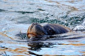 Sea Lion Robbe water