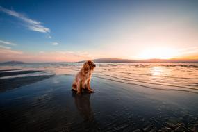 brown dog on wet sand on the beach at sunset