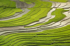 panoramic view of rice terraces in the water