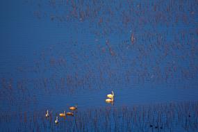 Swans Twilight