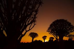 silhouettes of trees during sunset in africa