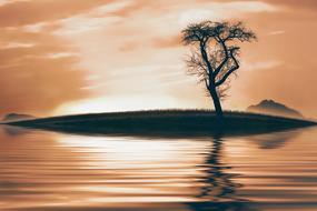 tree nature lake