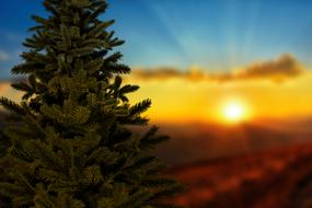 goodly Christmas Sunset Tree