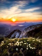 extraordinarily beautiful Austria Wildflowers