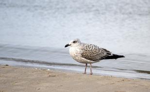 wonderful Bird Sea