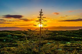 Sunset one Tree
