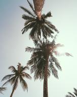 very beautiful Tropical Coconut tree