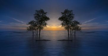 dark Ocean trees