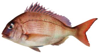 clipart of Snapper Fish