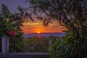 very beautiful Sunset Flowers
