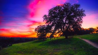 unbelievably beautiful Sunset Colorful tree