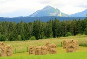 haystacks on arable field against the background of Tatra mountains