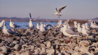 goodly Seagull Lake Constance