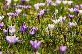 glade of white and purple crocuses close up