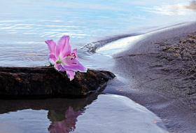 goodly Lily Flower on sand beach
