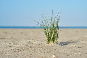 perfect Beach Grass Green
