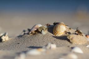 absolutely beautiful Sea Shells