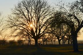 goodly Tree Landscape Nature