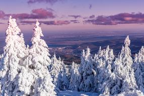 snowy pine forest in Wernigerode, Germany