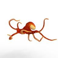 octopus sea animals