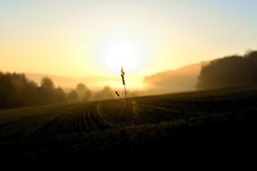 ravishing Sunrise Field Grasses