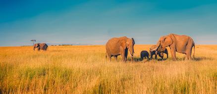 family of elephants in the savannah in Africa