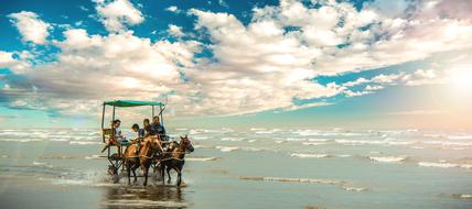 Beach Water horse and people