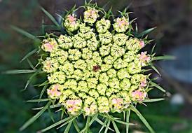 Plant Flower Pointed green