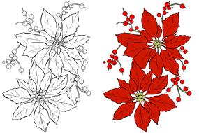 poinsettia, christmas flower as a drawing