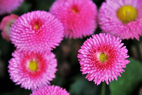 pink Daisies Flower