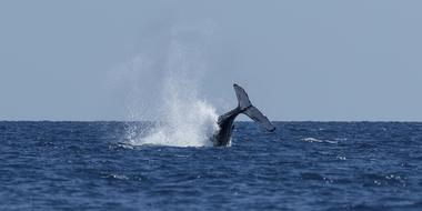 Whale Tail Water blue