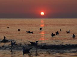 Sunrise Seagulls