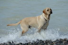 extraordinarily beautiful Dog Pet