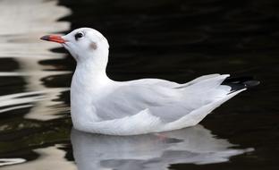 white seagull is reflected in dark water