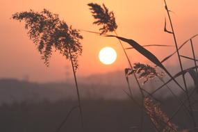 wonderful Sunset Reed Water