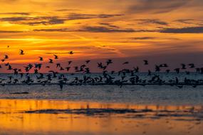 many birds over the coast at orange sunset