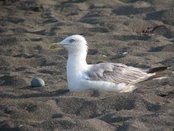 white seagull in the sand on the beach close up