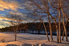 Landscape Snow Birch Frozen