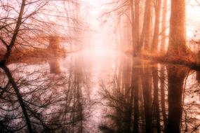 ravishing Wood Dawn