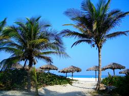 Ocean Water palms