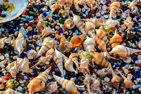 Indian Ocean Shells