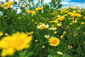 yellow white flowers