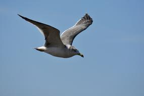 ravishing Sky Bird Wild