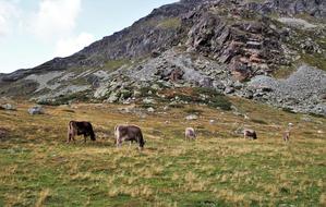 cows graze in the mountains of switzerland