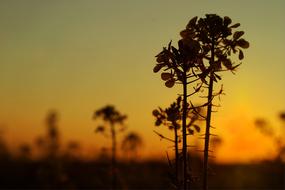 Oilseed Rape Autumn Twilight