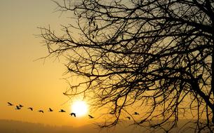 extraordinarily beautiful Dawn Sunset birds